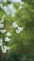 el hermosa flores floreciente en el jardín con el lluvioso gotas en el lluvioso día foto