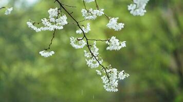 The beautiful flowers blooming in the garden with the rainy droplets in the rainy day photo