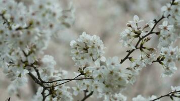 The beautiful flowers blooming in the garden in spring with the warm sunlight photo