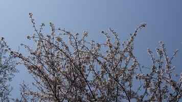 The beautiful flowers blooming in the garden in spring with the warm sunlight photo