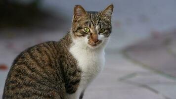 One adorable wild cat sitting in the garden for resting photo