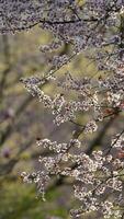 The beautiful flowers blooming in the garden in spring with the warm sunlight photo