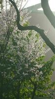 el hermosa flores floreciente en el jardín en primavera con el calentar luz de sol foto