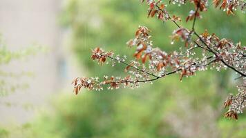 The beautiful flowers blooming in the garden with the rainy droplets in the rainy day photo