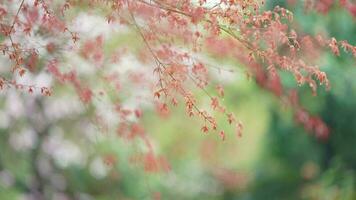 The fresh new leaves full of the maple trees in spring photo