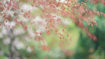 The fresh new leaves full of the maple trees in spring photo