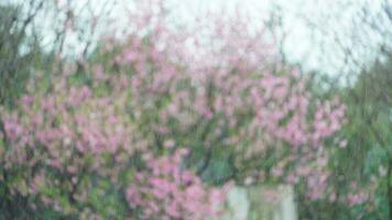 el hermosa flores floreciente en el jardín con el lluvioso gotas en el lluvioso día foto