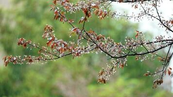 The beautiful flowers blooming in the garden with the rainy droplets in the rainy day photo