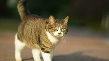 One adorable wild cat sitting in the garden for resting photo