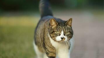 One adorable wild cat sitting in the garden for resting photo