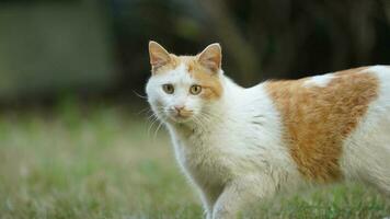 One adorable wild cat sitting in the garden for resting photo