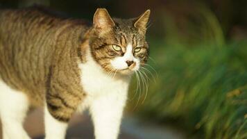 One adorable wild cat sitting in the garden for resting photo