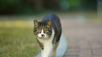 One adorable wild cat sitting in the garden for resting photo