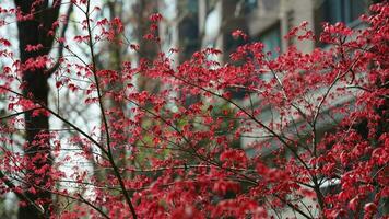 The fresh new leaves full of the maple trees in spring photo