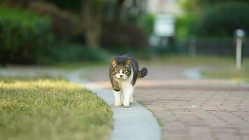 One adorable wild cat sitting in the garden for resting photo