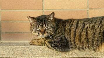 One adorable wild cat sitting in the garden for resting photo