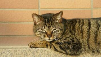 One adorable wild cat sitting in the garden for resting photo