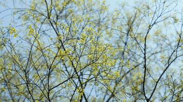 The fresh new leaves full of the trees  in the garden in spring photo