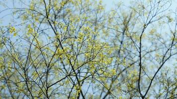 The fresh new leaves full of the trees  in the garden in spring photo