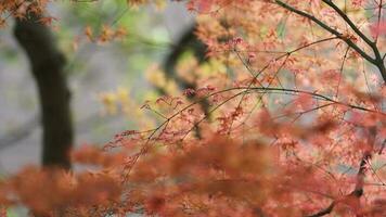 The fresh new leaves full of the maple trees in spring photo