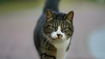 One adorable wild cat sitting in the garden for resting photo