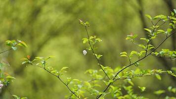 The beautiful flowers blooming in the garden in spring with the warm sunlight photo