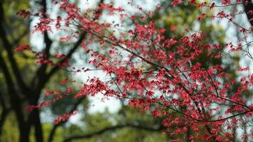The fresh new leaves full of the maple trees in spring photo