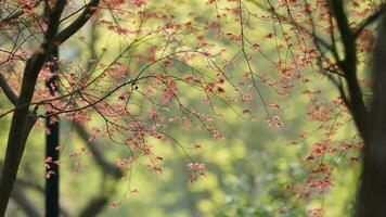 The fresh new leaves full of the maple trees in spring photo