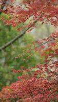 The fresh new leaves full of the maple trees in spring photo