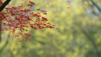 The fresh new leaves full of the maple trees in spring photo