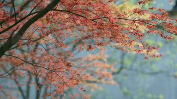 The fresh new leaves full of the maple trees in spring photo