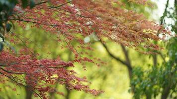 The fresh new leaves full of the maple trees in spring photo