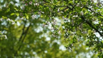 The beautiful flowers blooming in the garden in spring with the warm sunlight photo