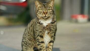 One cute cat having a rest in the yard photo