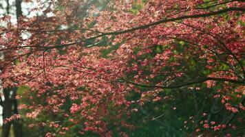 The fresh new leaves full of the maple trees in spring photo