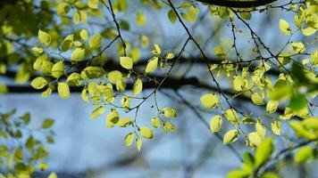 The fresh new leaves full of the trees  in the garden in spring photo