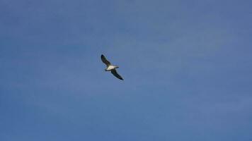 One seagull flying in the sky with the clear blue sky as background photo