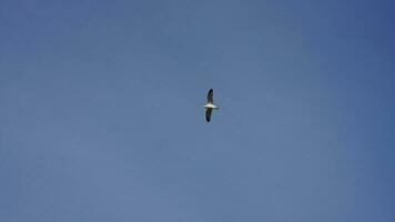 One seagull flying in the sky with the clear blue sky as background photo