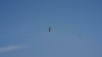 One seagull flying in the sky with the clear blue sky as background photo