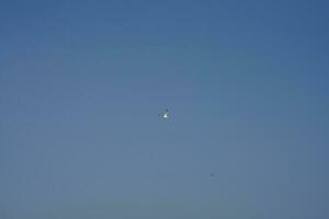 One seagull flying in the sky with the clear blue sky as background photo