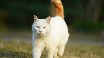 One adorable wild cat sitting in the garden for resting photo