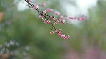 The beautiful flowers blooming in the garden with the rainy droplets in the rainy day photo