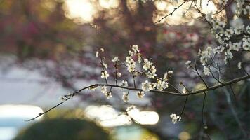 The beautiful flowers blooming in the garden in spring with the warm sunlight photo