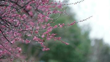 The beautiful flowers blooming in the garden with the rainy droplets in the rainy day photo