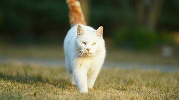One cute cat having a rest in the yard photo