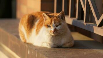 One cute cat having a rest in the yard photo