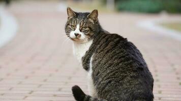 One cute cat having a rest in the yard photo