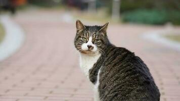 One cute cat having a rest in the yard photo