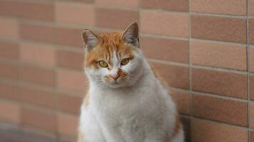 One cute cat having a rest in the yard photo