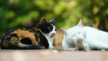 One cute cat having a rest in the yard photo